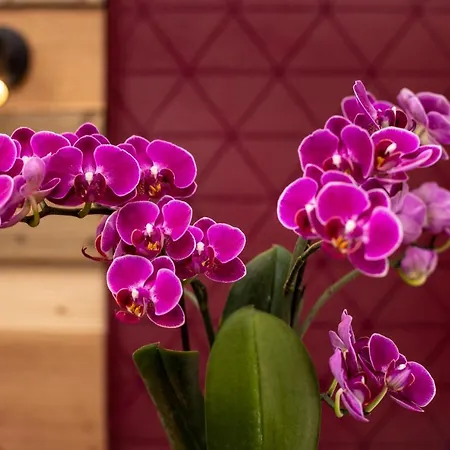 Arcus Muenchen Messe 4* Φελντκίρχεν